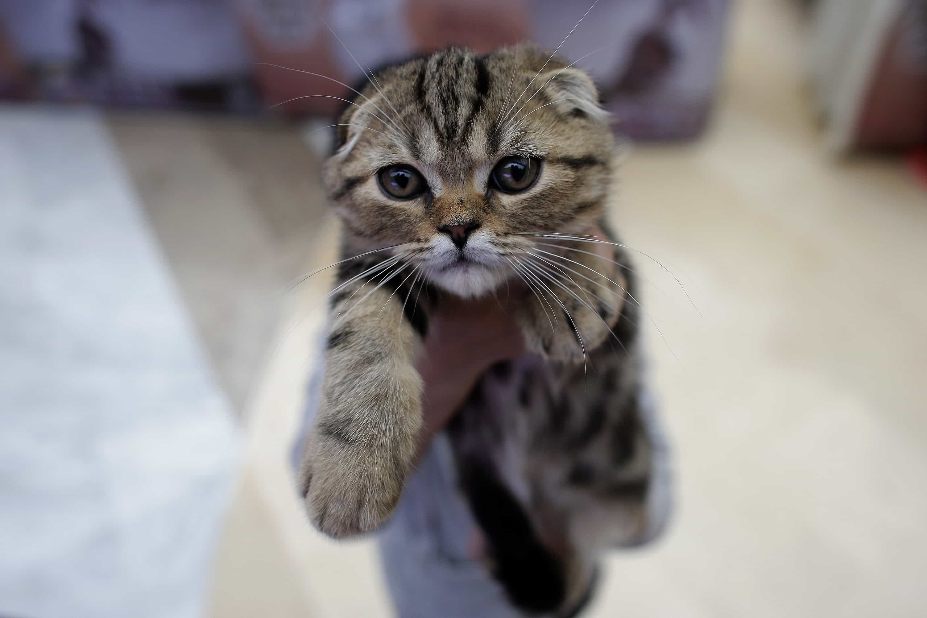 Gato