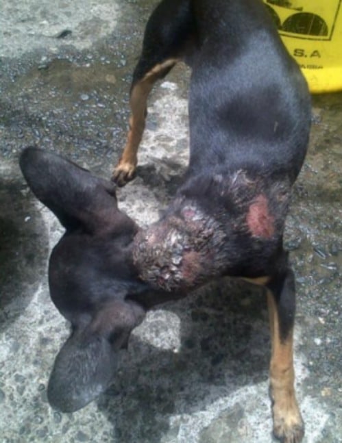 Pinky, perro que fue quemado con agua caliente en Santander de Quilichao. Pulzo.com