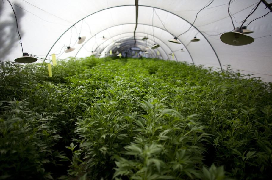 Plantaciones de marihuana para uso medicinal