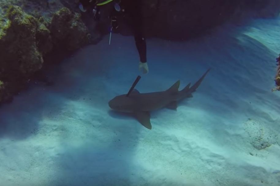 Buzo salva a tiburón.