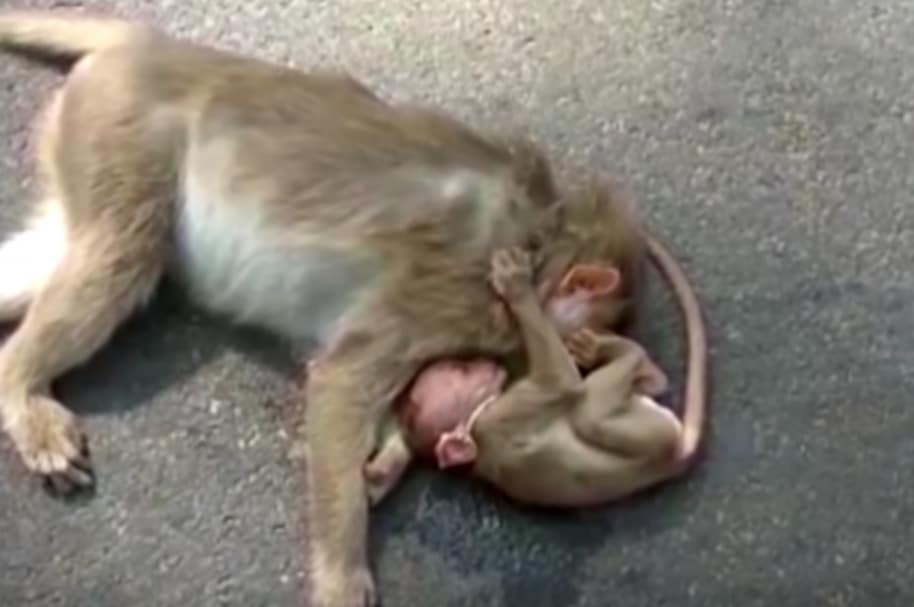 Mico bebé llora por su madre.