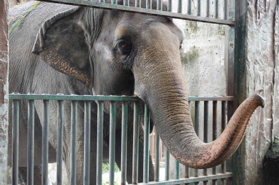 Mali, elefante del zoológico de Manila.