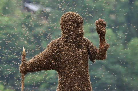 Enjambre de abejas cubre a una person (imagen de referencia)
