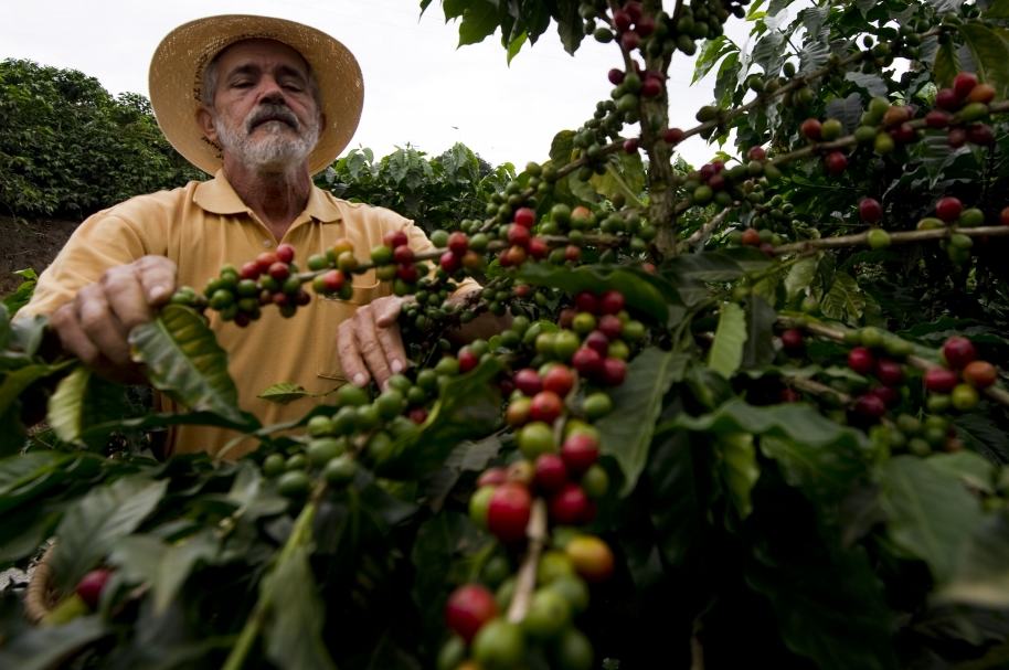 Falta de mano de obra en cultivos de café - Pulzo.com