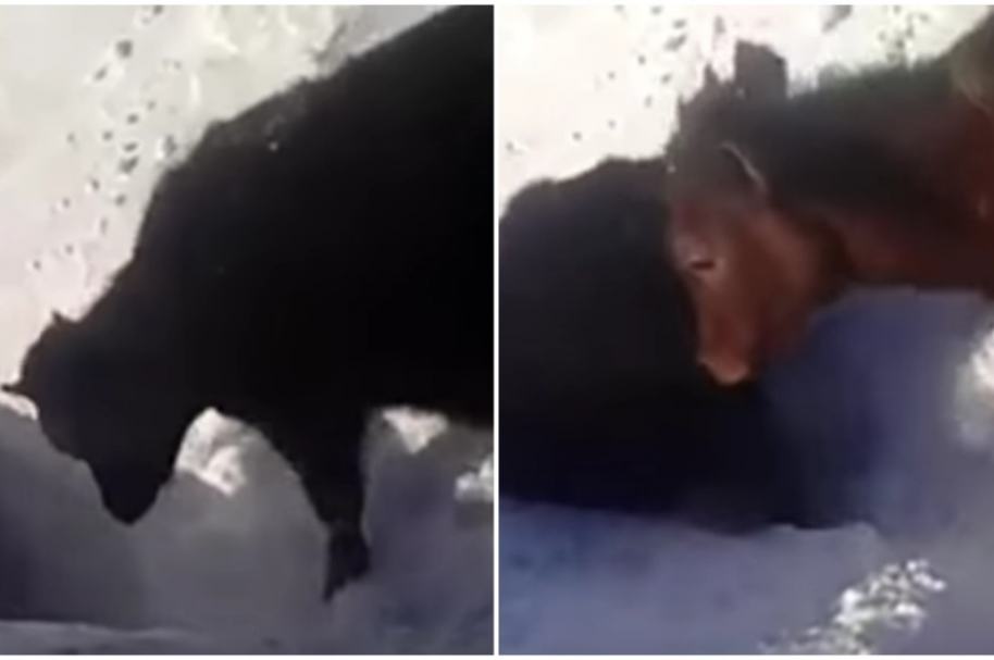 Vacas desaparecen entre la nieve.