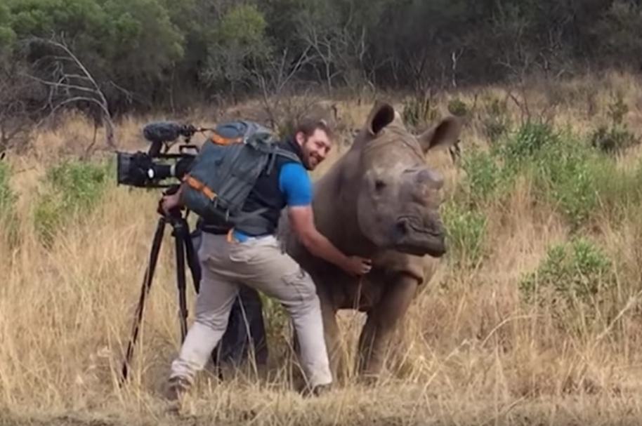 A rinoceronte le rascan la barriga.