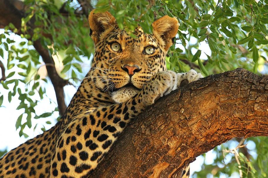 Madre Salva A Su Hijo De Ataque De Leopardo En India