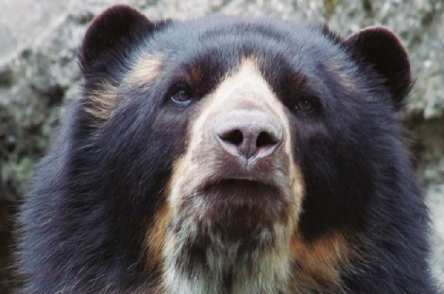 Oso de anteojos