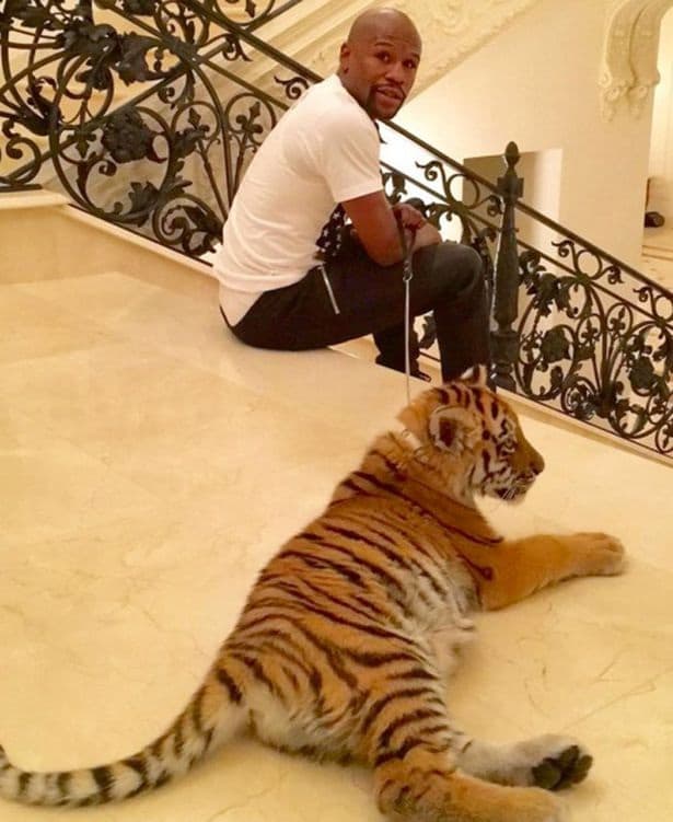 Floyd Mayweather Floyd Mayweather