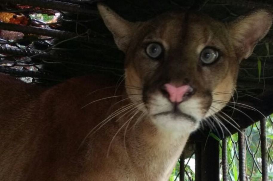 Puma rescatado en Antioquia