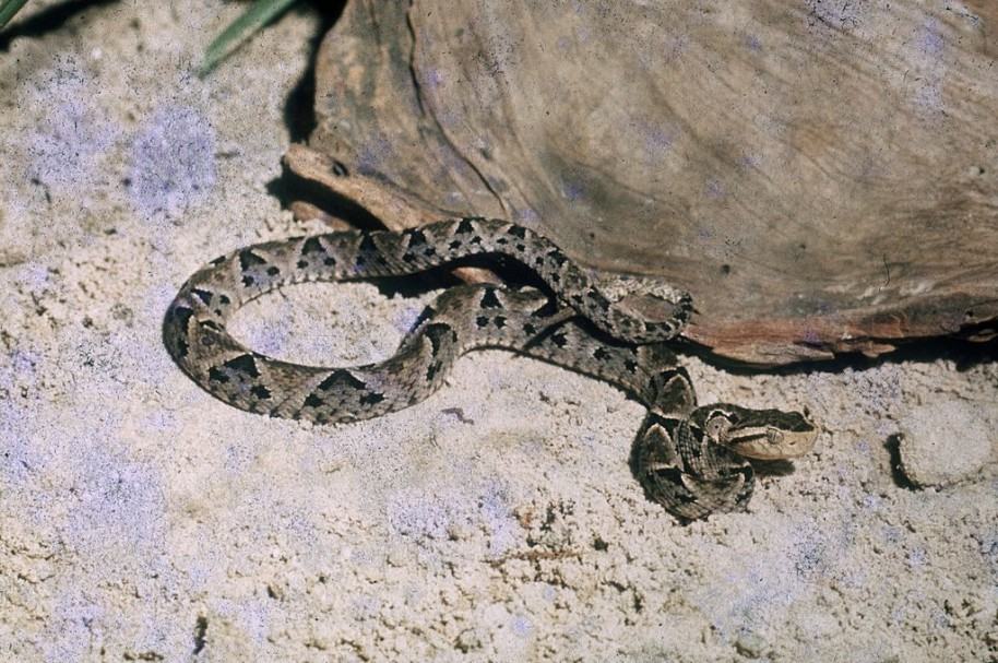 Serpiente mapaná. Imagen ilustrativa.