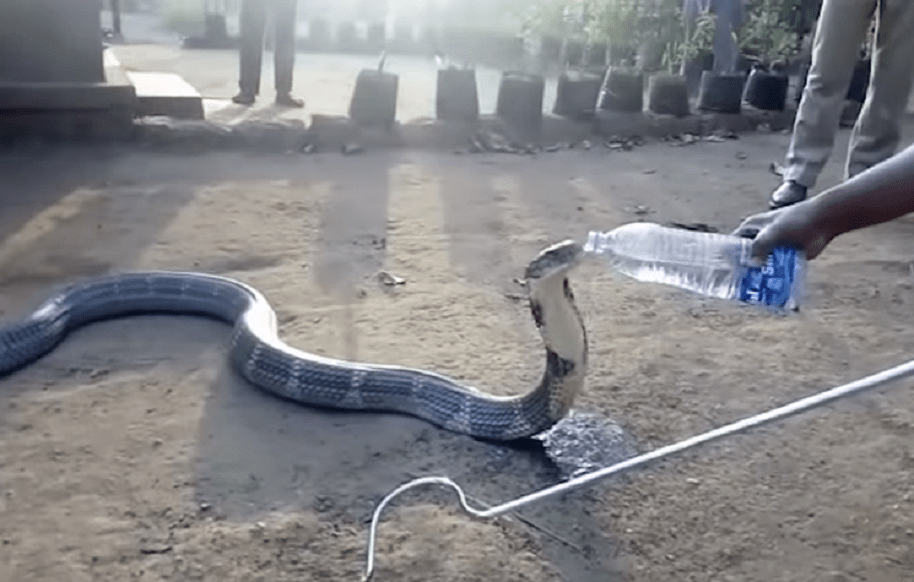 Cobra sedienta por sequía en India