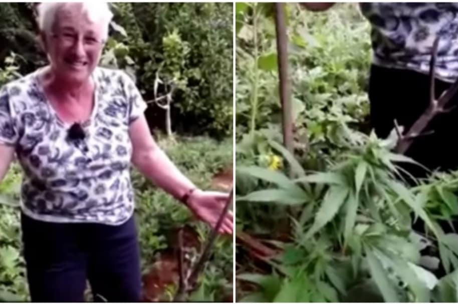 Mujeres hallan planta de marihuana en su jardín.