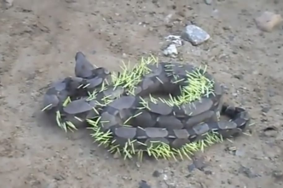 Serpiente con púas de puercoespín.