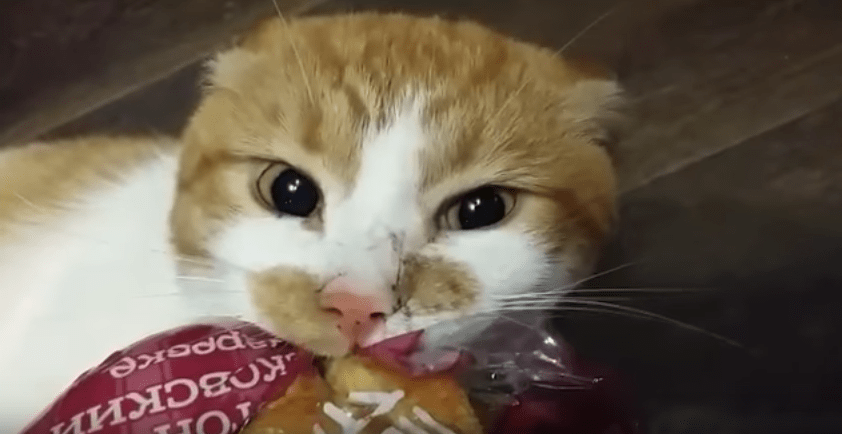 Boris, el gato ruso que peleó con su dueña por una bolsa de pan.