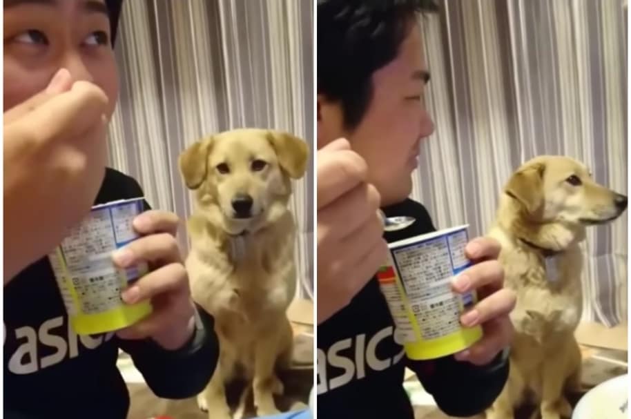 Perro se provoca de yogur.