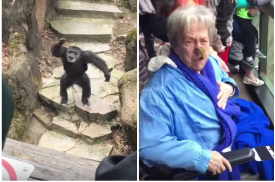 Mono le lanza popó a anciana.