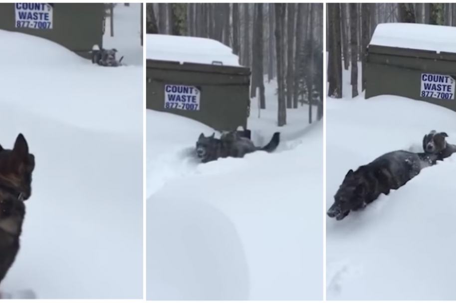 Perro rescata a perro atorado en nieve.