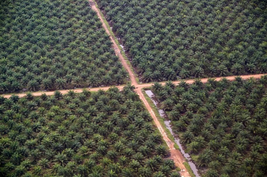 Retiran productos hechos con aceite de palma en España