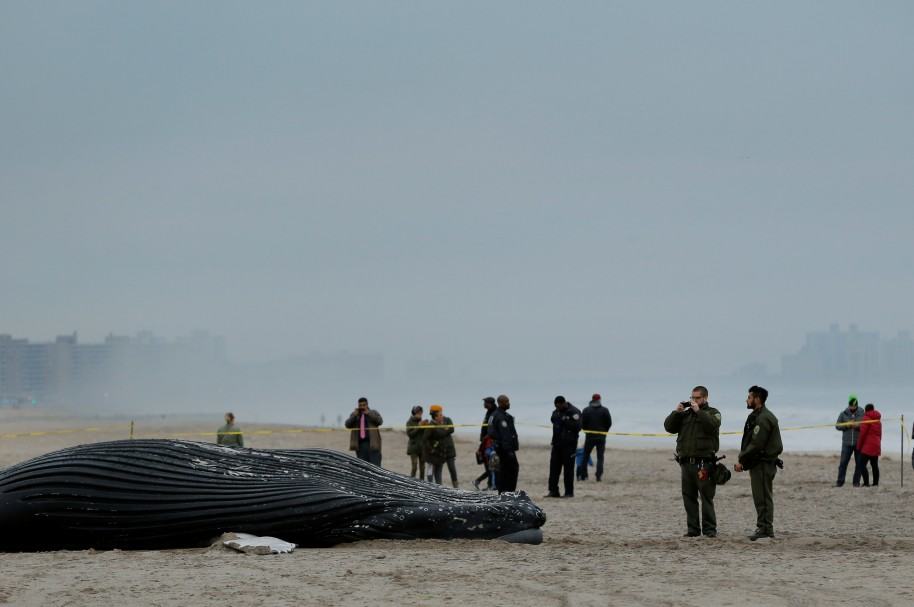 Ballena en Nueva York