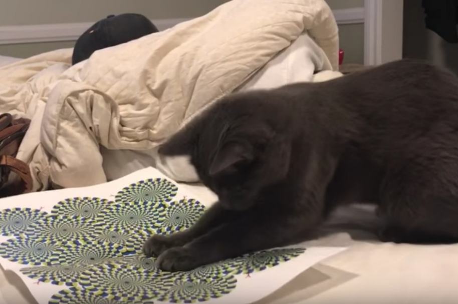 Gato hipnotizado con ilusión óptica.