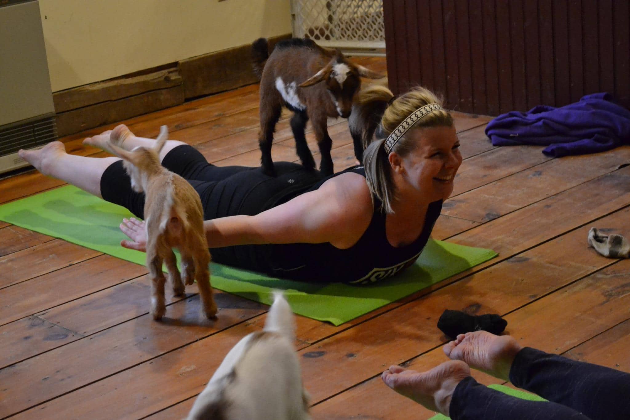 Clase de yoga con cabras en la granja Jenness Farm. Pulzo.com