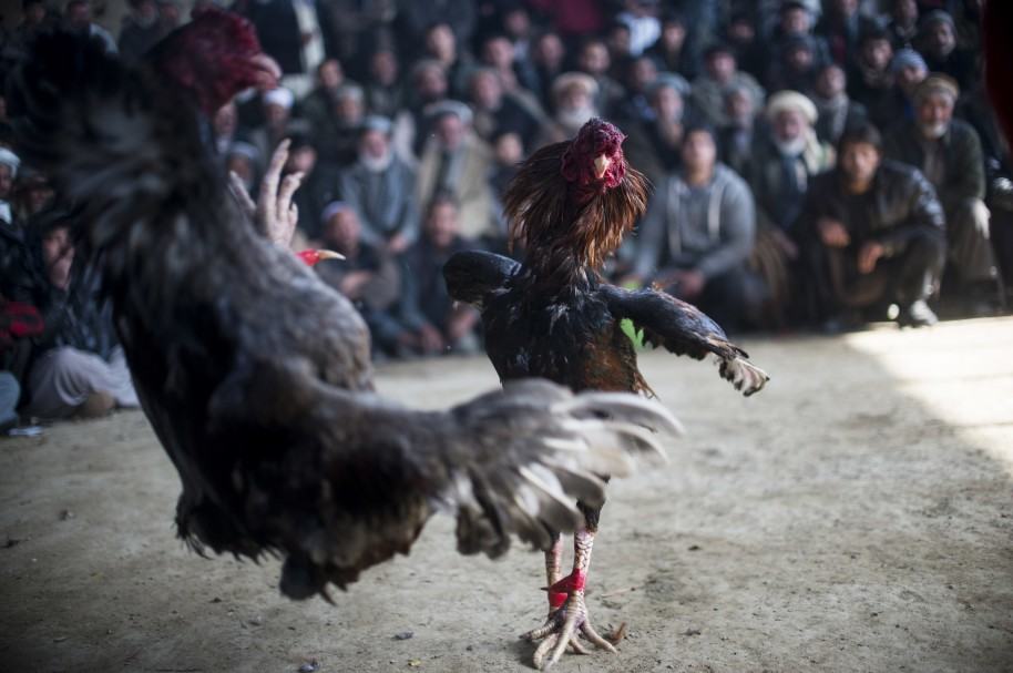 Peleas de gallos en Afganistán