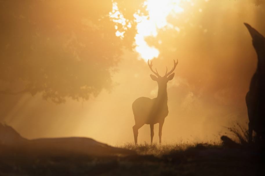 Venado.