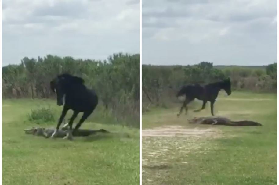 Caballo ataca a cocodrilo.