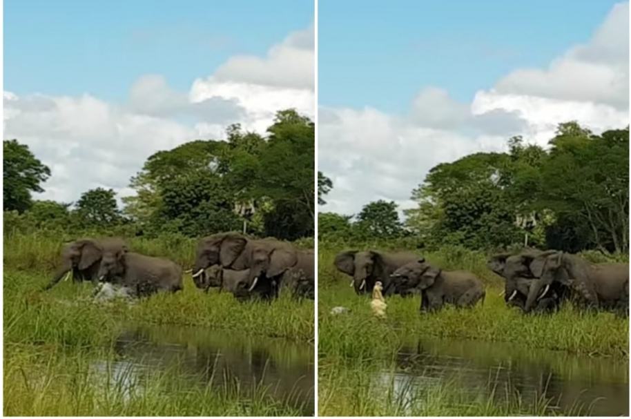 Cocodrilo ataca elefante.