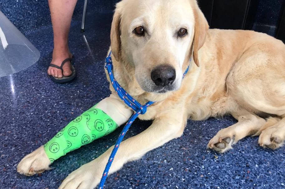 Perro perdido durante 4 años en Australia.