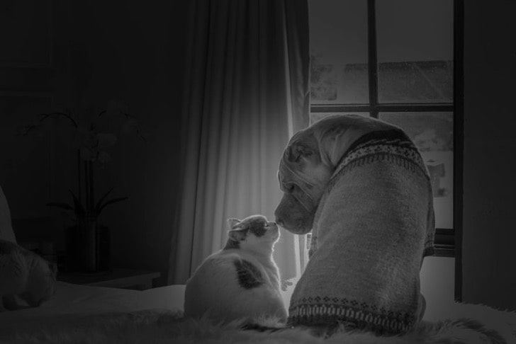 Butler y Paddington