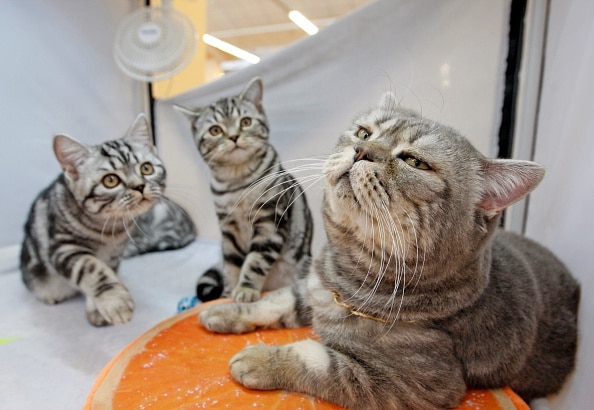 Gatos
