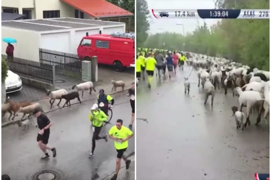 Cabras se cuelan en carrera.