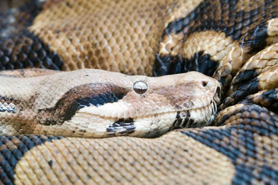 Serpiente pitón. Pulzo.com