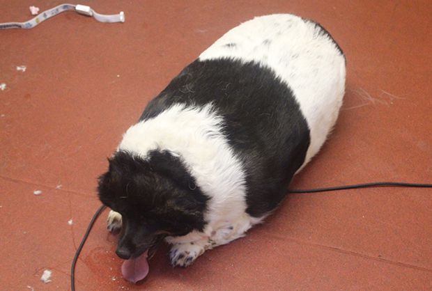 Perro con sobrepeso. Pulzo.com
