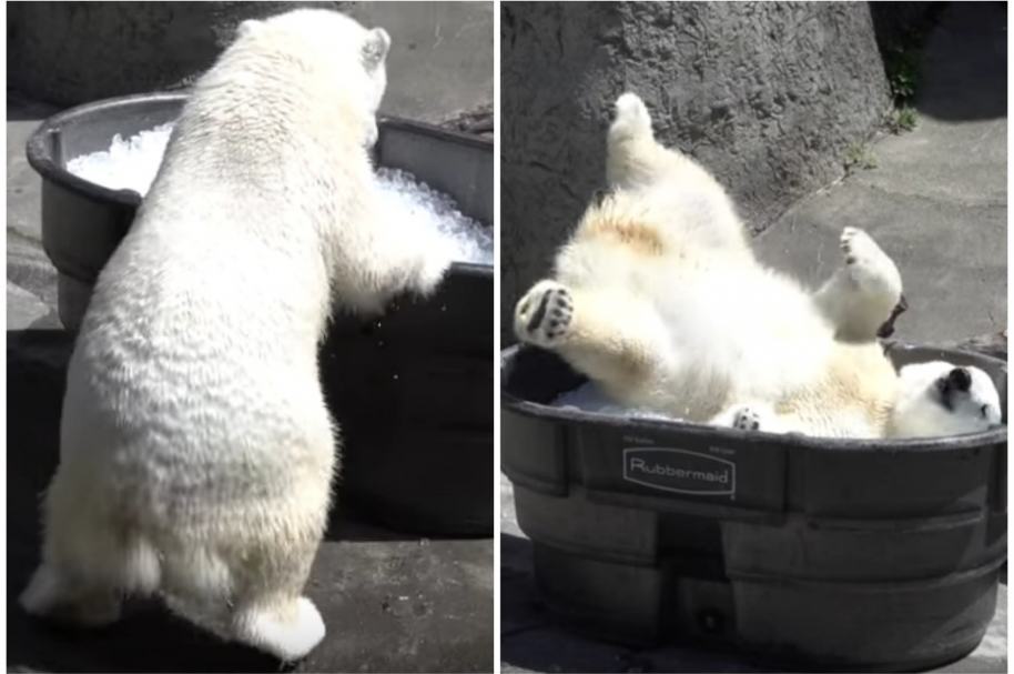 Osa polar se baña en hielo.