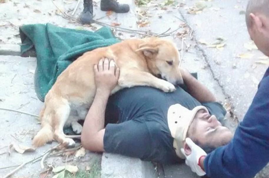 Tony, el perro que acompañó a su amo accidentado
