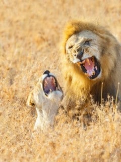 Leones rugiendo en Tanzania, África.