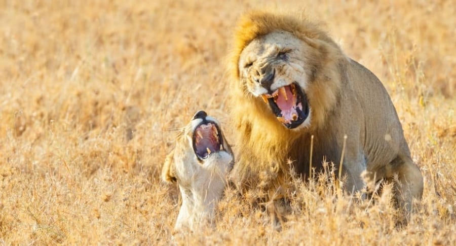 Leones rugiendo en Tanzania, África.