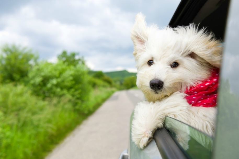 Perro saca la cabeza por ventana de carro.