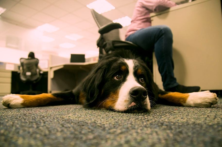 Perros en la oficina