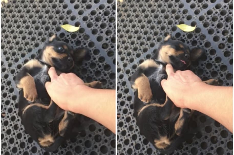 Perro se queda dormido mientras juega.
