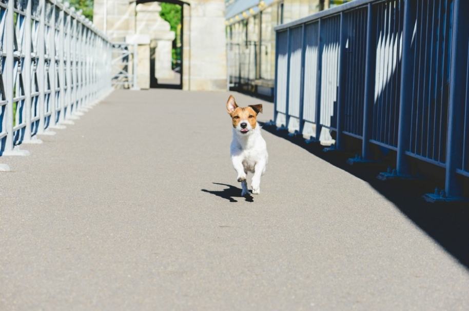 Perro cruza puente.