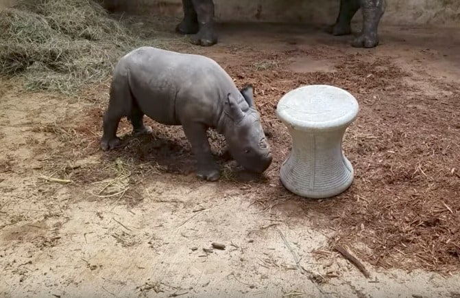 Rinoceronte negro bebé jugando. Pulzo.com