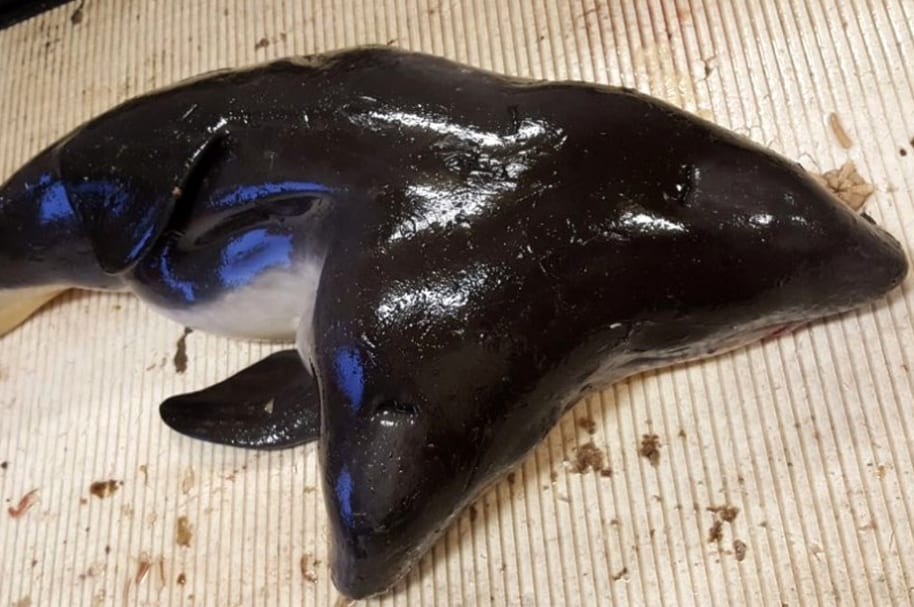 Marsopa