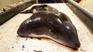 Marsopa
