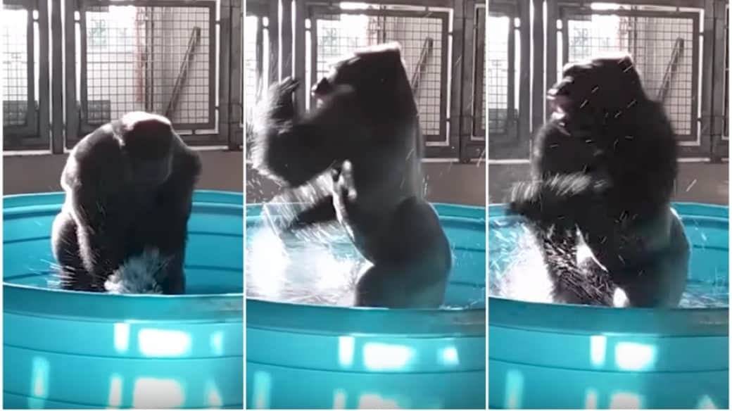 Gorila juega en el agua.