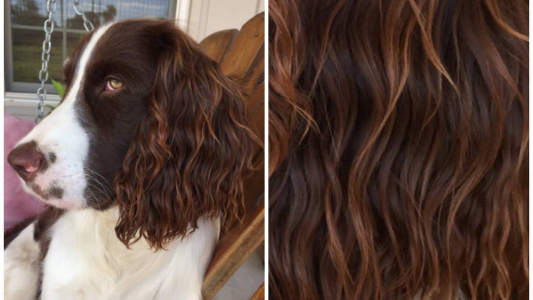 Perro que tiene pelo con look playero. Pulzo.com