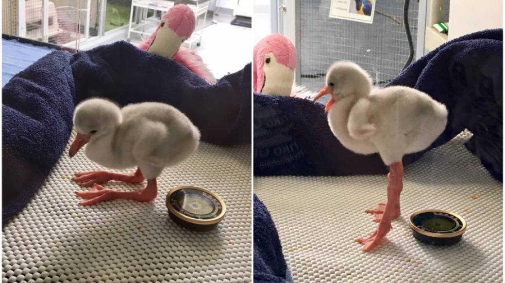 Flamingo bebé.